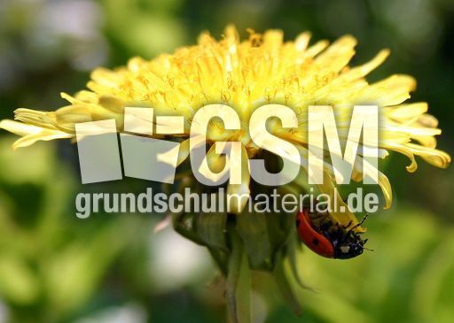 Marienkäfer-Valentin-33.jpg